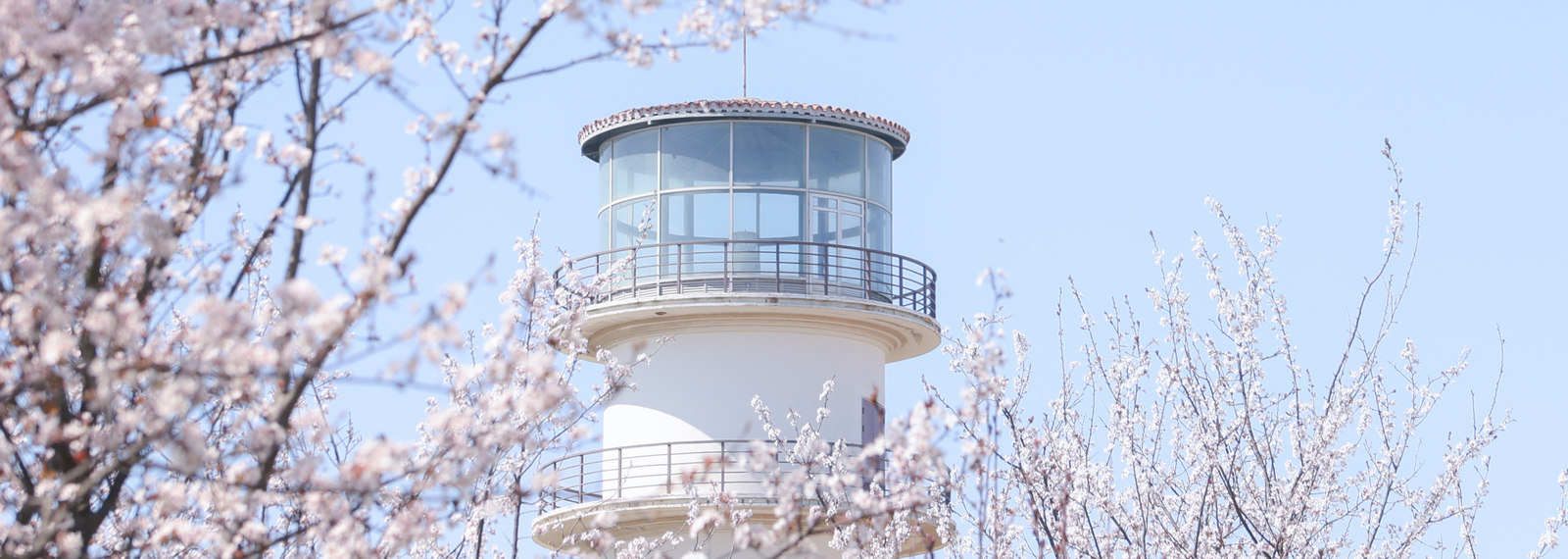 樱花中的灯塔 樱花中的灯塔